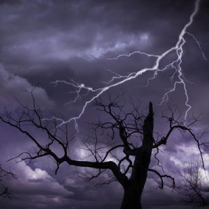 21 - Tree Lightning Protection